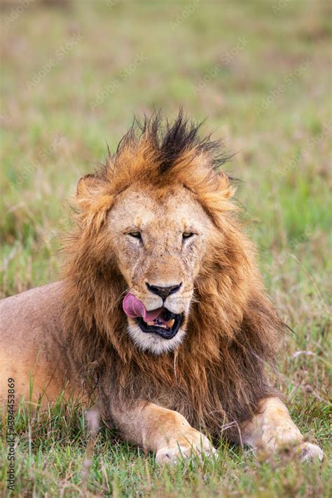 Lion, Kenya Stock Photo | Adobe Stock