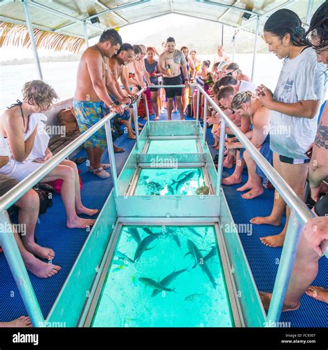 Bluefin Trevally feeding under the glass bottom boat of Captain Tama's ...