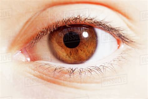 Extreme close up of brown eye - Stock Photo - Dissolve