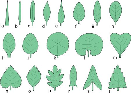 Kształt liścia – Wikipedia, wolna encyklopedia