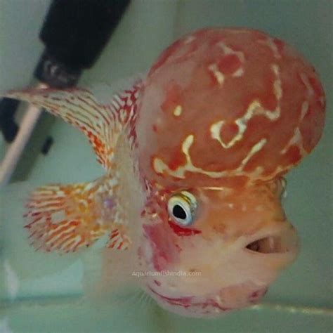 Monster Kok Flowerhorn | Aquarium Fish India