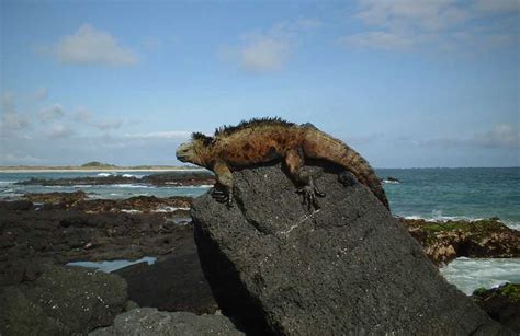 Top 10 Greatest Island Ecosystems of the World (With Photos)