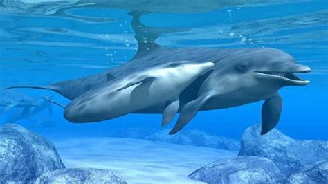 Free Dolphin Wallpapers For Desktop - Wallpaper Cave