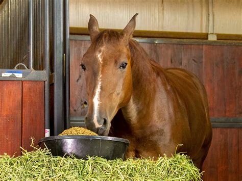 Running Horse Feeds Products — Running Horse