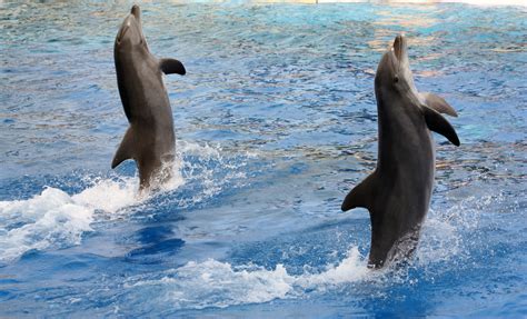 Free Images : sea, ocean, fauna, vertebrate, acrobatics, marine mammal, marineland, marine ...