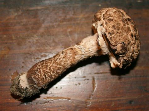 Edible Mushroom: The Old Man of the Woods | The Survival Gardener