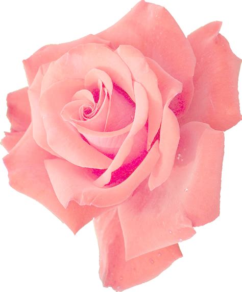 Rose Flower Vector Png Transparent Image Pngpix | Images and Photos finder