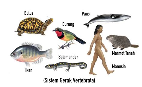 Mekanisme Sistem Gerak pada Hewan Vertebrata