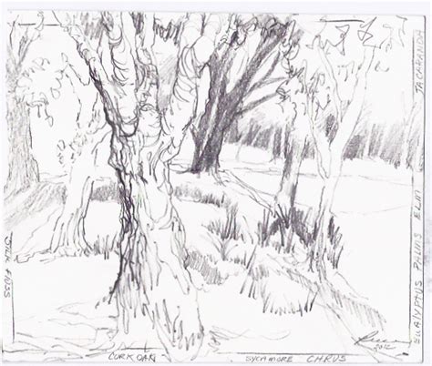 Sycamore Tree Sketch at PaintingValley.com | Explore collection of ...