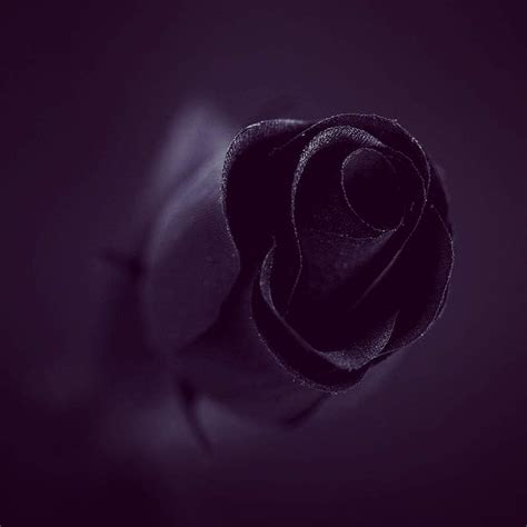 720P free download | Black Rose, HD phone wallpaper | Peakpx