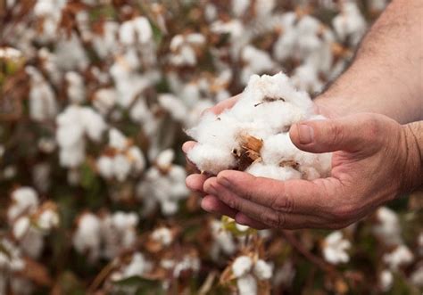 Global cotton production may reach four-year high