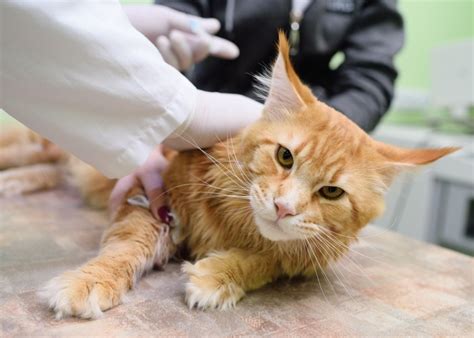 Lymphoma in Cats: Symptoms, Diagnosis & Treatment - Cats.com