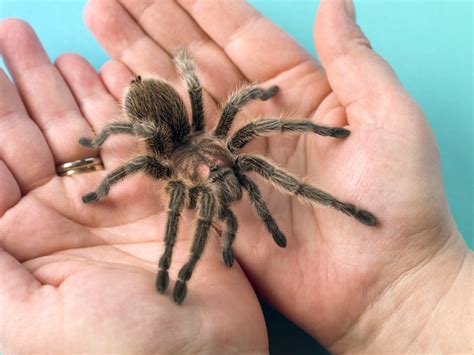 Tarantula venom may be used to create painkillers without risk of ...