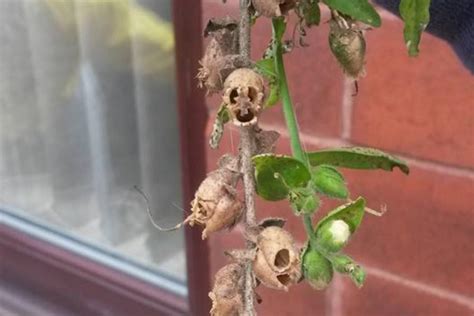 Dead snapdragons - Don't ruin your plant | Garden Tips