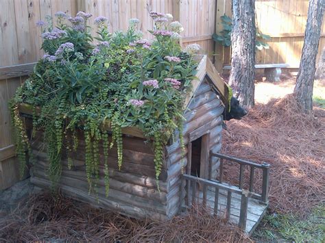 An old dog house planter. Love this. | Dog house diy, Landscaping austin, Dog houses