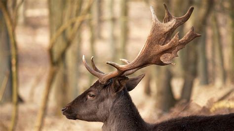 Deer antlers are inspiring tougher materials | TechRadar