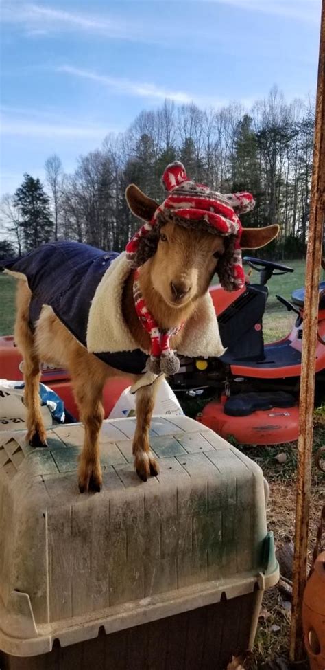 My friend's goat is stylish af. | Cabin camping, Ruidoso, Pics