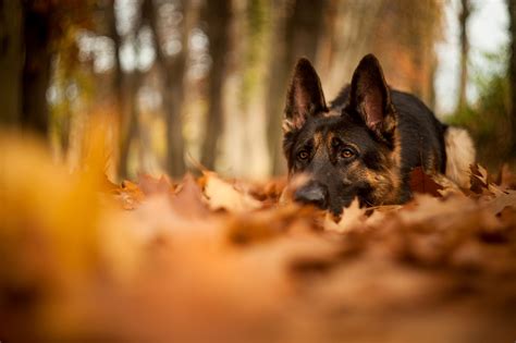 Download Leaf Fall Dog Animal German Shepherd HD Wallpaper
