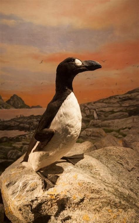 Plot hatched to reintroduce extinct great auk to British shores | Great ...
