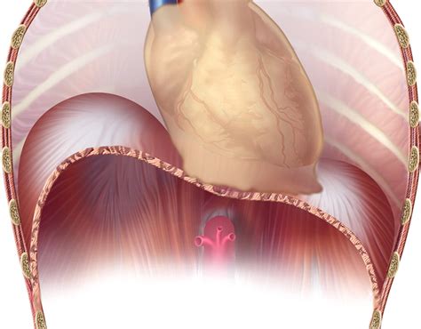 Imaging of the Diaphragm: Anatomy and Function | RadioGraphics