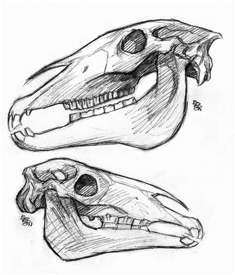 Horse Skull Drawing at GetDrawings | Free download