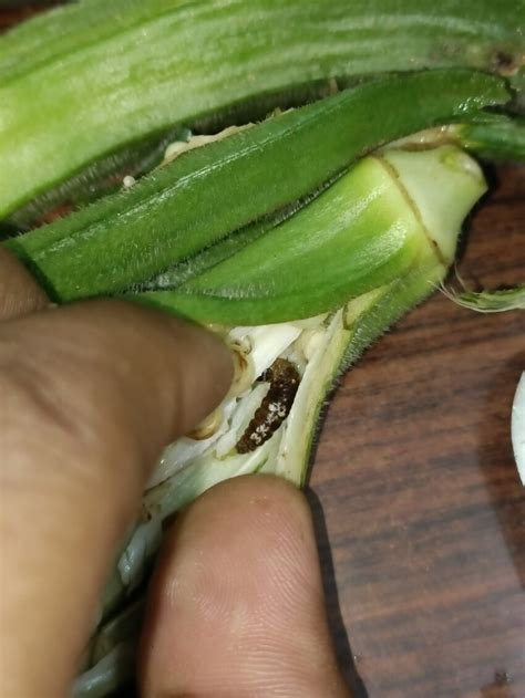 Damaging symptoms of Okra Shoot and fruit borer © Ashutosh Singh Aman | Download Scientific Diagram