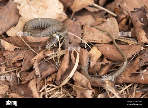 Baby grass snake hi-res stock photography and images - Alamy