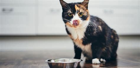 Grain-Free Cat Food: Does Your Cat Really Need It?