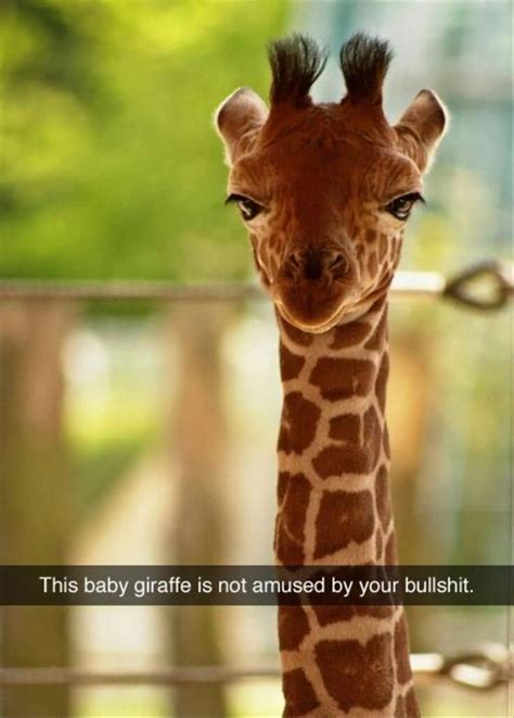 25 Giraffe Quotes Funny Pictures Images & Graphics | QuotesBae