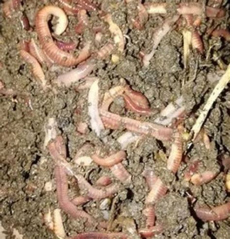 Eisenia fetida Composting Live Earthworms, Loose at Rs 700/kg in Gumla