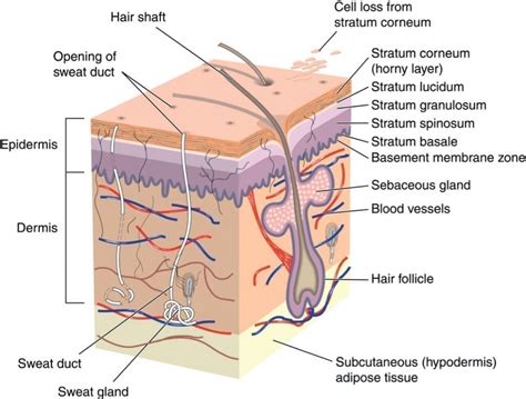 Skinsight - Dermatude