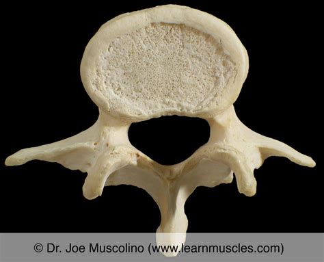 Lumbar Vertebrae - Learn Muscles