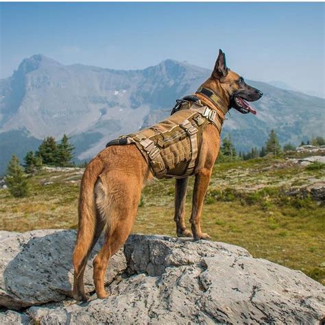 Beautiful photo of handsome Belgian Malinois wearing an MKT vest by Cerberus K9 Solutions Inc ...