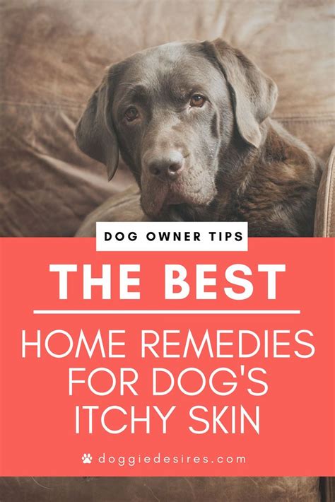 Home Remedies for Dogs Dry Itchy Skin | Dog itchy skin remedy, Dog skin remedies, Itchy dog skin