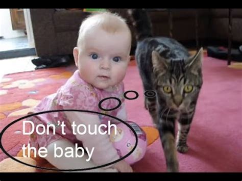 Amazing Cat protecting babies - YouTube