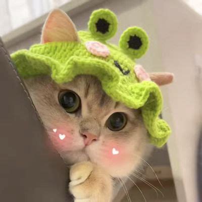 SUPER CUTE CAT HAT / TOPI KUCING COMEL GILER, Pet Supplies, Homes & Other Pet Accessories on ...