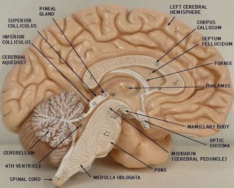 Anatomy of brain - labeled diagram | Science