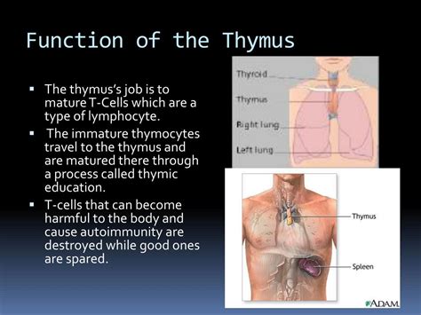 PPT - Immune System PowerPoint Presentation, free download - ID:2140110