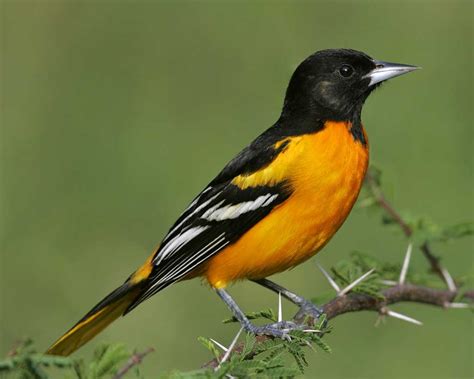 Climate Change Could Push Oriole from Baltimore - Baltimore Magazine