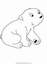 Little Polar Coloring Page For Kids  Free The Bear sketch template