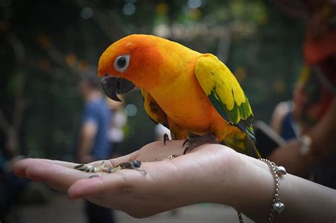 hand, bracelet, bird, parrot, animal, pet, vertebrate, human hand, animal wildlife, human body ...