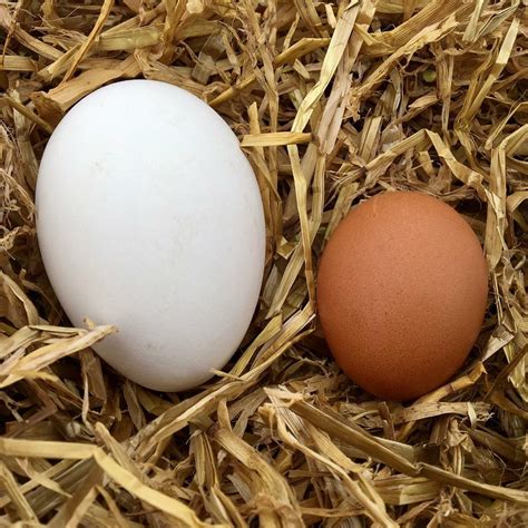 Beautiful large organic free range goose eggs for sale | in Kintore, Aberdeenshire | Gumtree