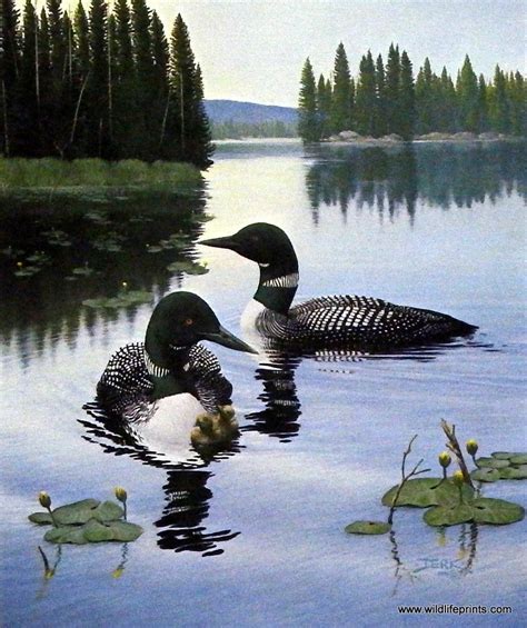 Wildlife Artist Derk Hansen Unframed Loon Art Print New Light New Life | WildlifePrints.com