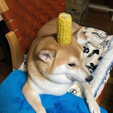 blessed_shibe : r/blessedimages