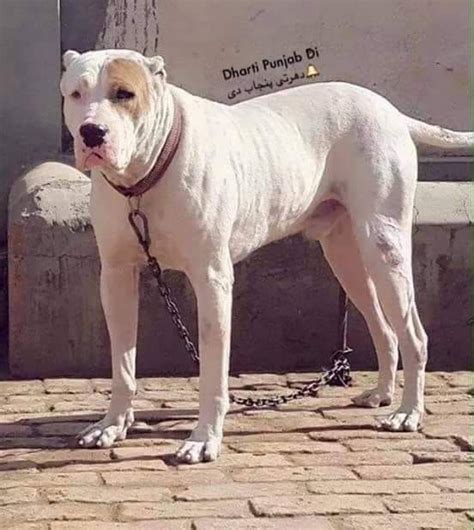 Gull Dong, Indian Gull Dong, Pakistani Gull Dong, Bully Gull Terr, Pakistani Bulldog, Bully ...