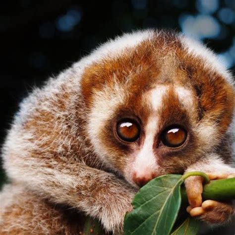 This is a slow loris. Looks adorable right? But it has a bite so ...