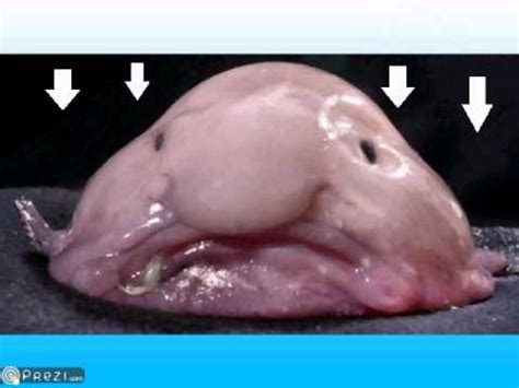 The Blobfish: 5 Facts About the Ocean’s Ugliest Mug - 30A