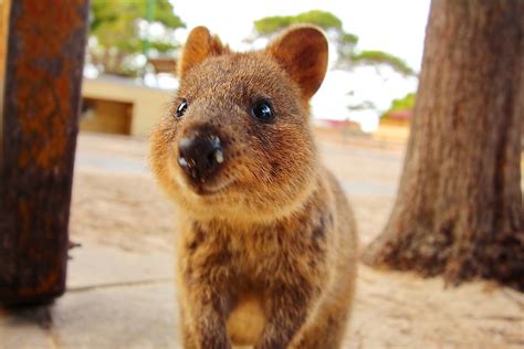 Quokka Habitat