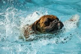 Pool Safety Tips for Dogs - Dog Trainer in San Diego: The Dog Man Can.