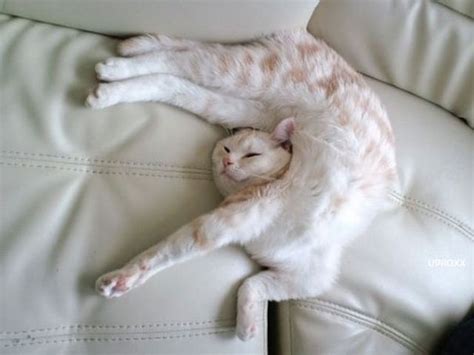 30 Hilarious Sleeping Cat Memes That Will Melt Your Heart | Bored Panda